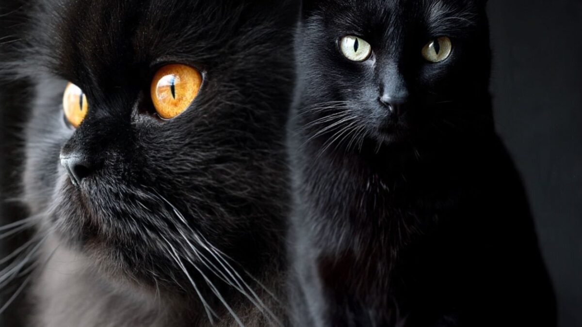 Suspensión temporal de adopciones de gatos negros en Terrassa, by Jointly