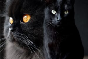 Suspensión temporal de adopciones de gatos negros en Terrassa, by Jointly