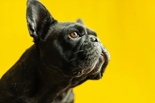 como quitar manchas viejas de orina de perro en alfombra