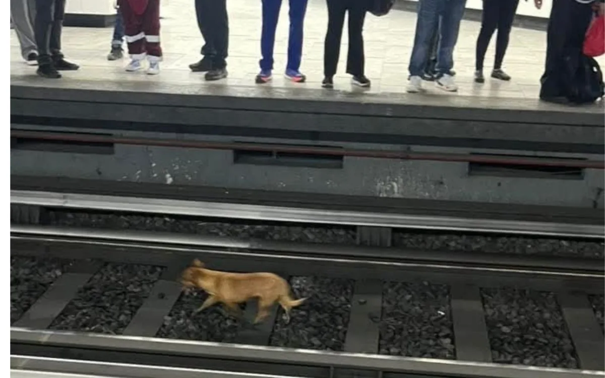 perrito caminando entre las estaciones de Bellas Artes y Revolución