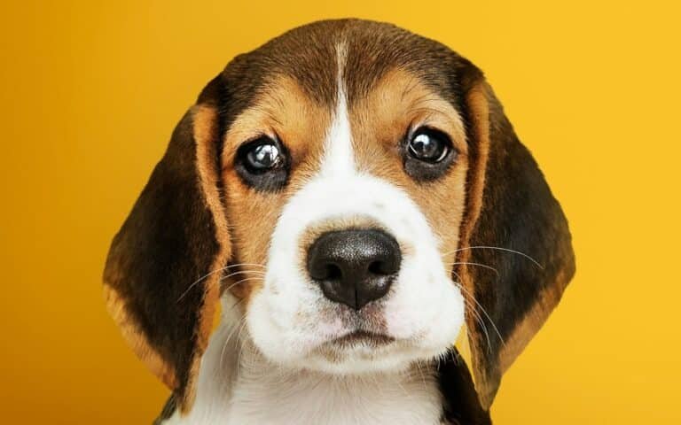 rescate perrito linea 2 metro cdmx