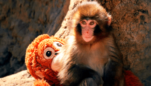 Punch, macaco japonés