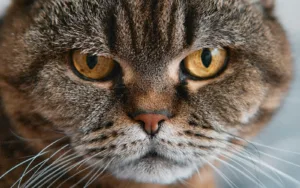 Día Internacional del Gato: 7 cosas sencillas que puedes hacer hoy por tu michi