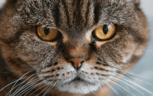 Día Internacional del Gato: 7 cosas sencillas que puedes hacer hoy por tu michi