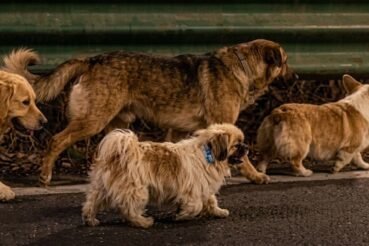 Siete perros que fueron robados en Jilin, China, protagonizaron un escape increíble al recorrer 17 kilómetros juntos durante dos días para regresar a casa
