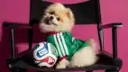 jersey para mascotas