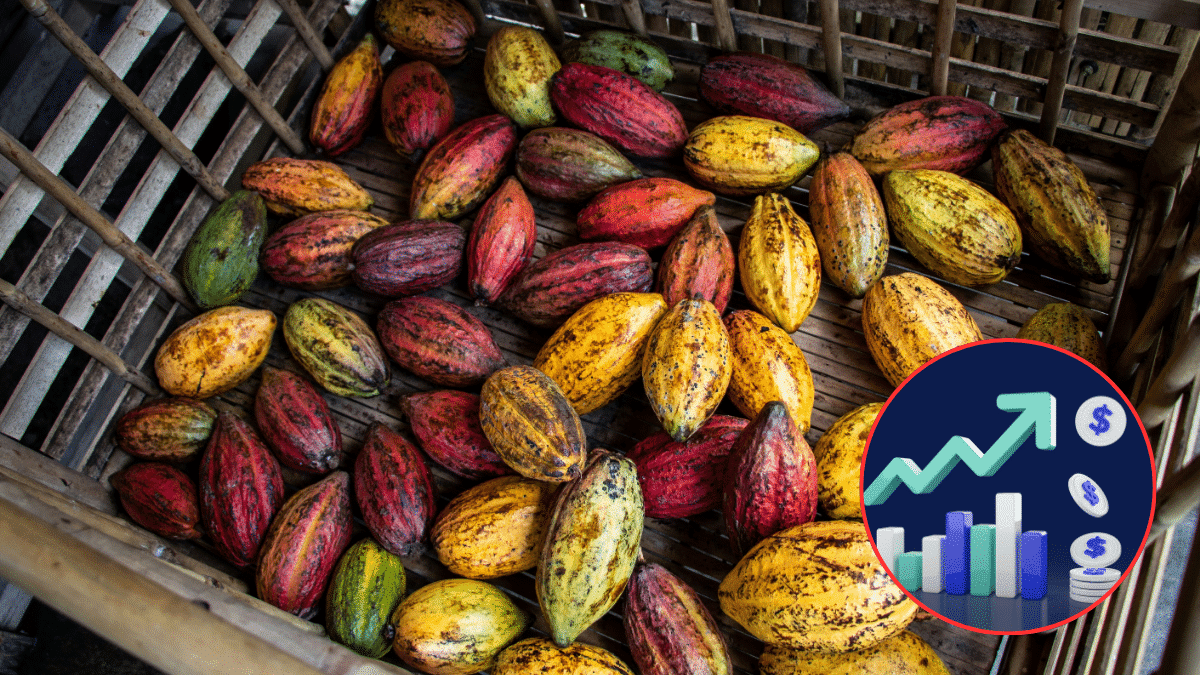 Precio del cacao alto
