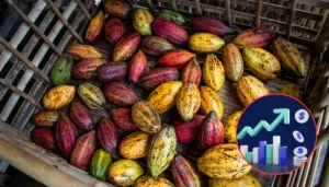 Precio del cacao alto
