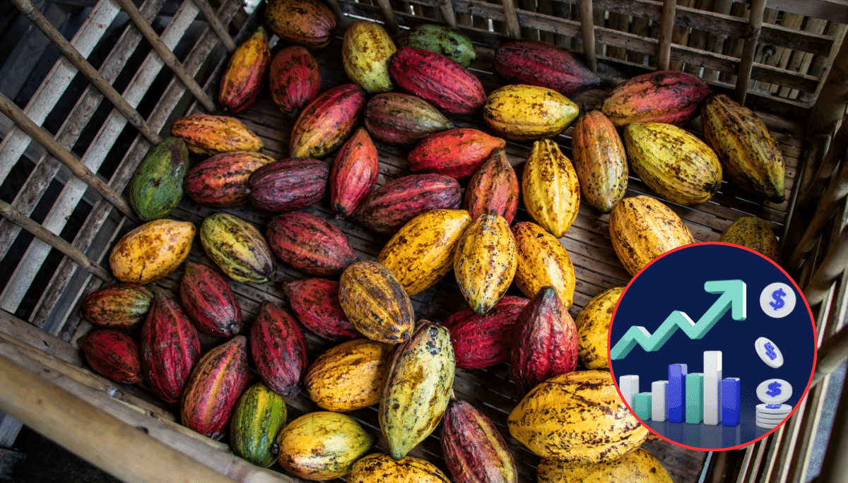 Precio del cacao alto