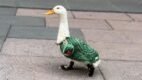 El pato doméstico que conquistó a la afición mexicana