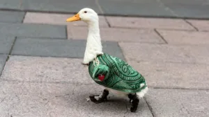 El pato doméstico que conquistó a la afición mexicana