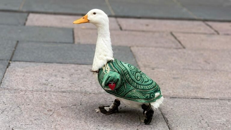 El pato doméstico que conquistó a la afición mexicana