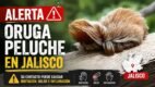 La Oruga Peluche peligrosas vista en Jalisco