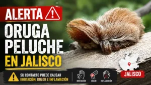 La Oruga Peluche peligrosas vista en Jalisco