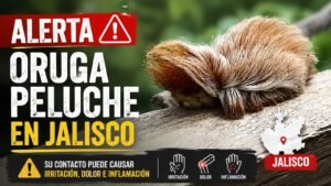 La Oruga Peluche peligrosas vista en Jalisco