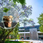 El ITESO reveló hoy que el 70% del crecimiento del PIB de México en 2025 provino de la economía informal y eso cambia todo el diagnóstico.