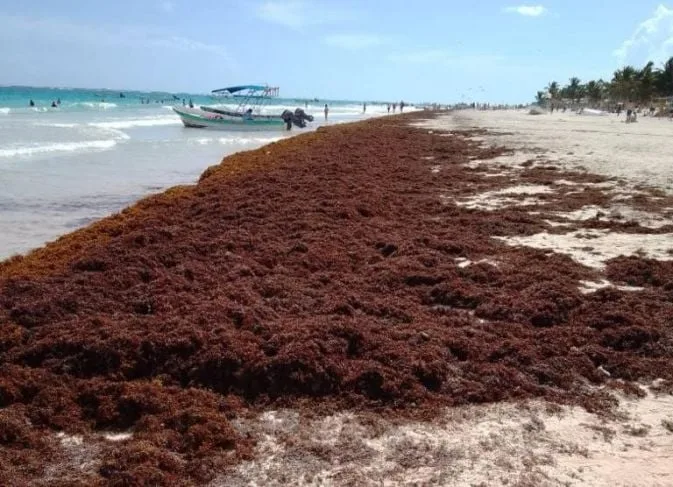 El sargazo es una de las principales causas de la crisis turística en Tulum
