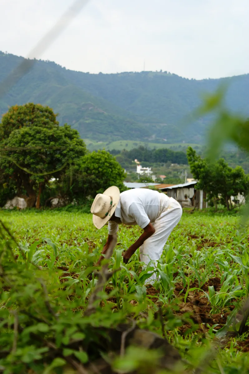 La agricultura es una de las industrias donde existen condiciones laborales precarias en México (Wikipedia)
