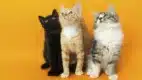 Museo del Gato CDMX