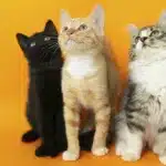 Museo del Gato CDMX