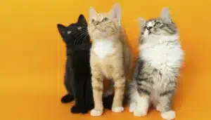 Museo del Gato CDMX