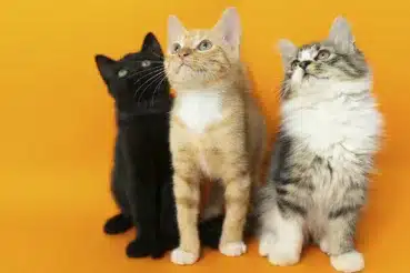 Museo del Gato CDMX