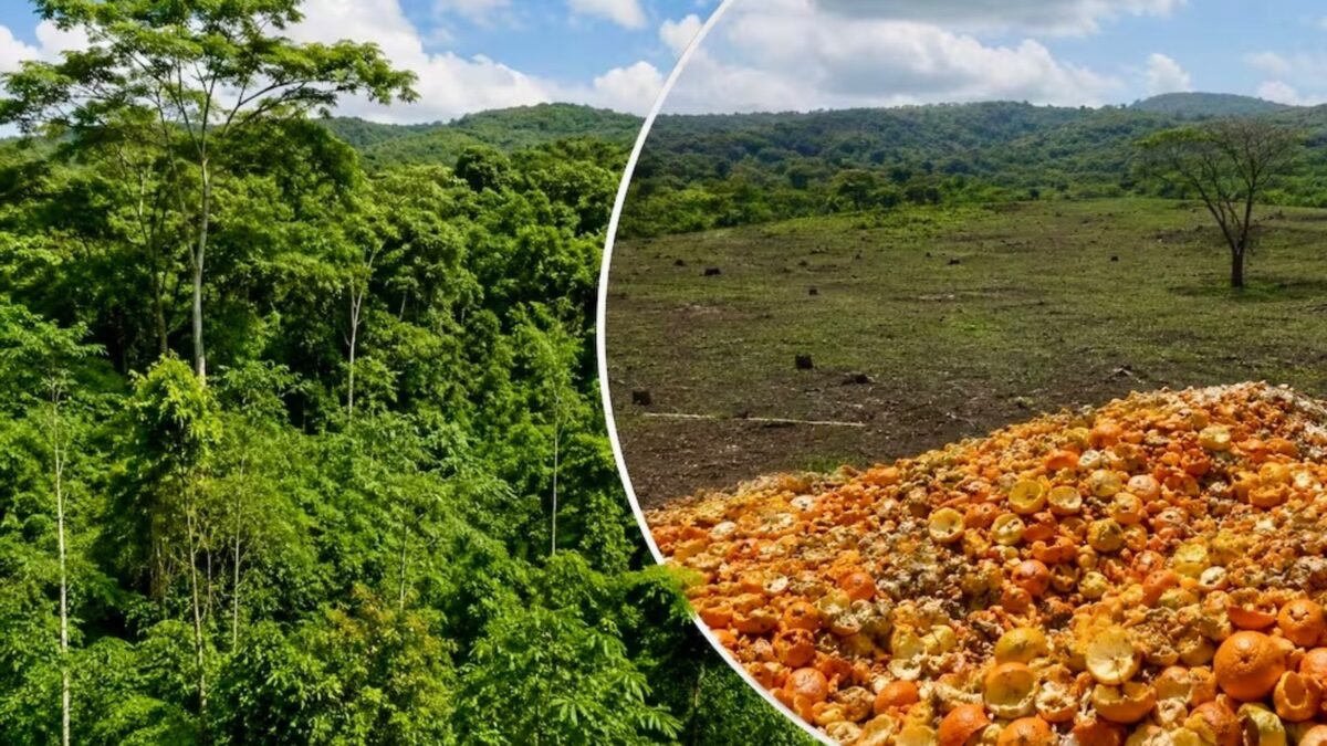 Bosque-Naranjas-Costa-Rica