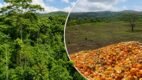 Bosque-Naranjas-Costa-Rica