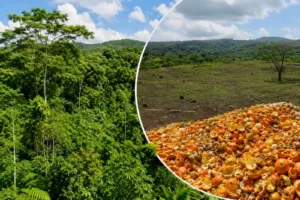 Bosque-Naranjas-Costa-Rica