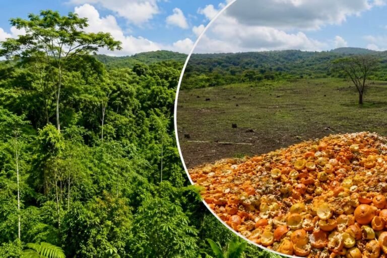 Bosque-Naranjas-Costa-Rica