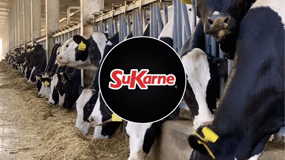 Conoce qué está en juego con la posible venta de SuKarne y el precio de la res.