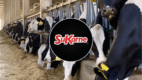 Conoce qué está en juego con la posible venta de SuKarne y el precio de la res.