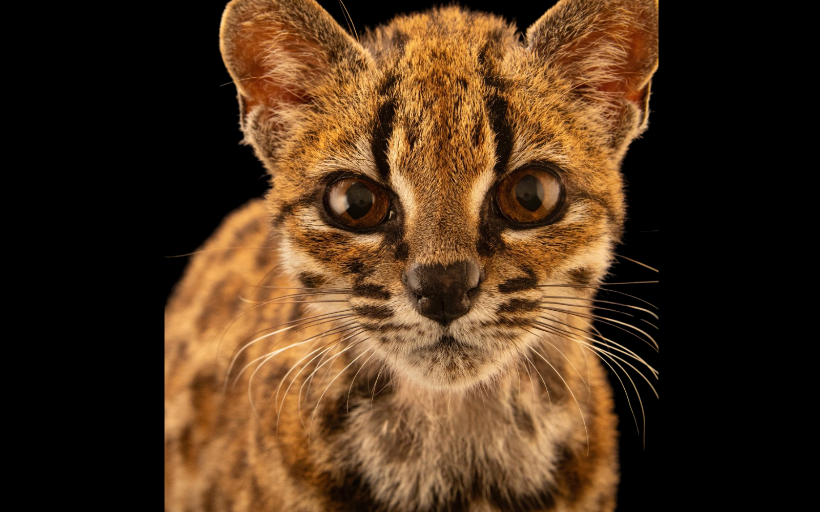 Leopardus Tilcayo El Nuevo Gato De Bolivia Primera Especie Felina En 