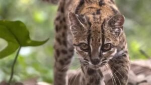 nueva-especie-de-felino-Leopardus-tilcayo