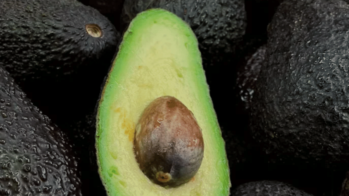 El paro en Michoacán afectó casi la mitad de los envíos a EE.UU.; así podría moverse el precio del aguacate.